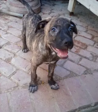 Parvati-good candidate for therapy pooch