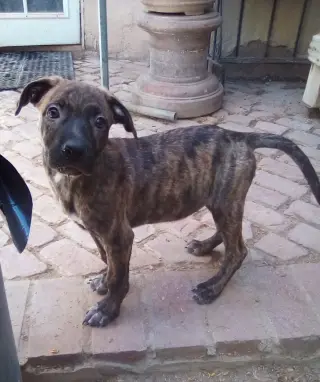Parvati-good candidate for therapy pooch
