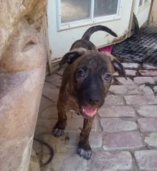 Parvati-good candidate for therapy pooch