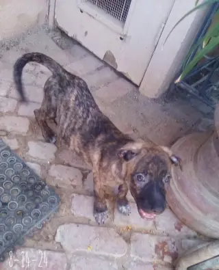 Parvati-good candidate for therapy pooch