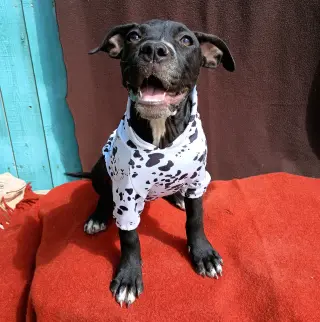 Gamora-in a foster home