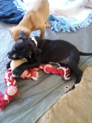 Gamora-in a foster home
