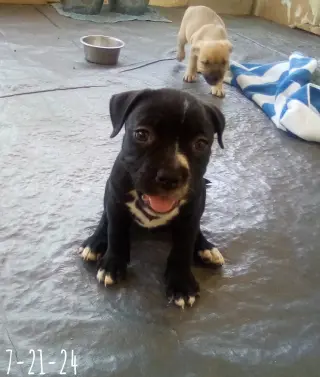 Gamora-in a foster home