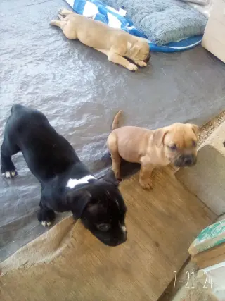 Gamora-in a foster home