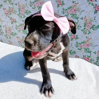 Gamora-in a foster home