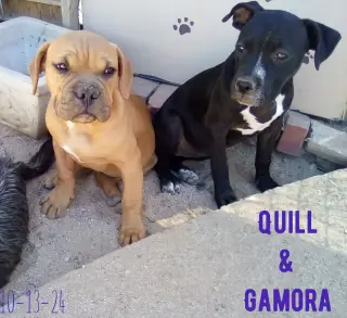 Gamora-in a foster home