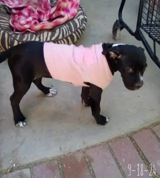 Gamora-in a foster home