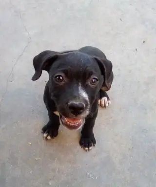 Gamora-in a foster home