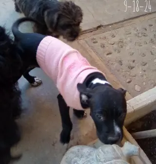 Gamora-in a foster home