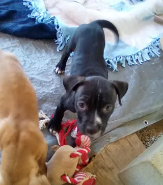 Gamora-in a foster home