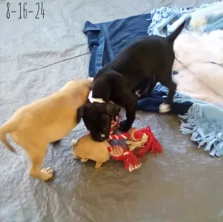 Gamora-in a foster home