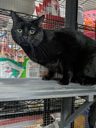 Black Panther
