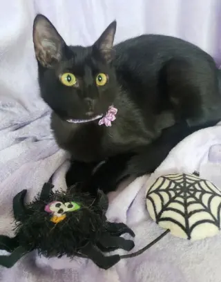 Gretel #cute-mini-panther