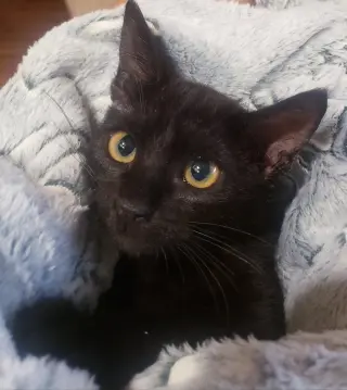 Gretel #cute-mini-panther