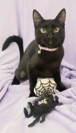 Gretel #cute-mini-panther