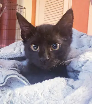 Gretel #cute-mini-panther