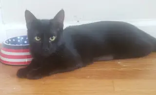 Gretel #cute-mini-panther