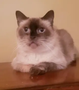 Mr. Brown