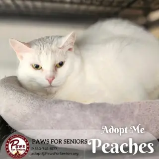 Peaches
