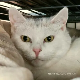Peaches