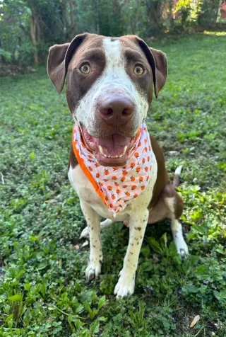 Huxley