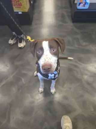 Huxley