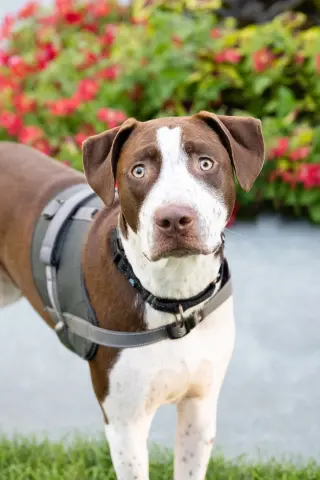Huxley