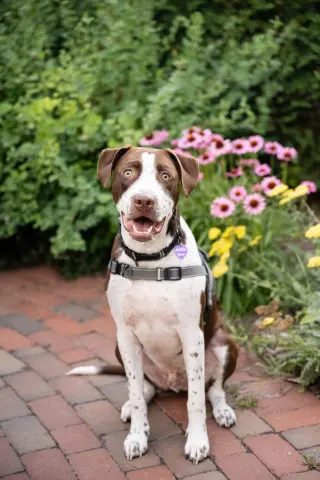 Huxley