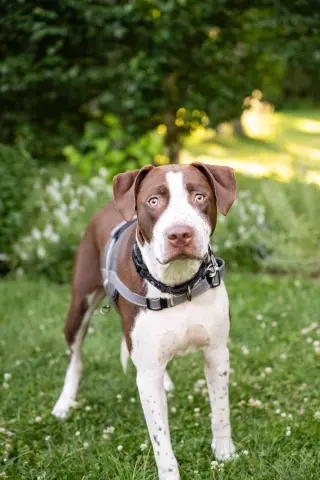 Huxley