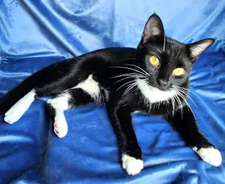 KITTY WENDELL