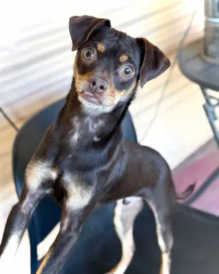 Kahlua