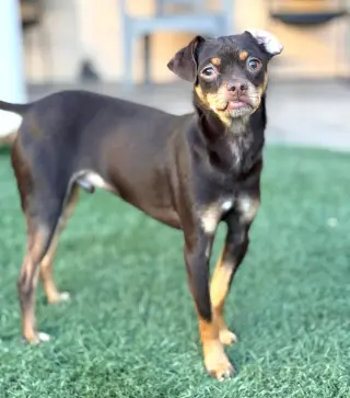 Kahlua
