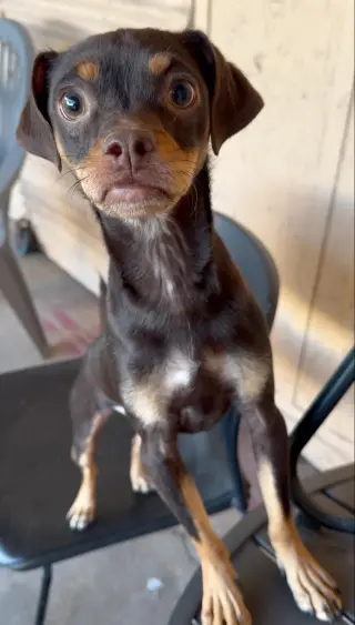 Kahlua