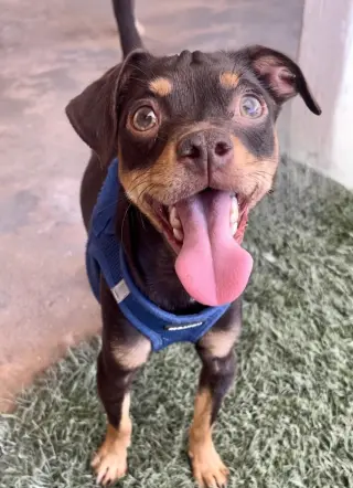 Kahlua