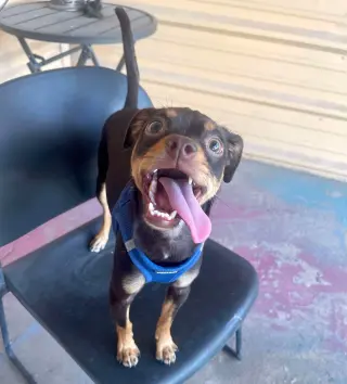 Kahlua