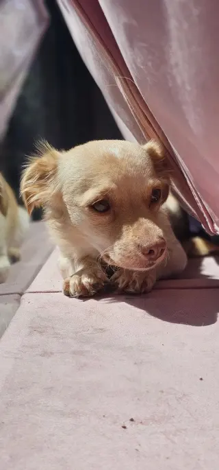 Cali #1363