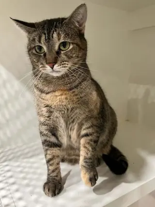 Mercedes
