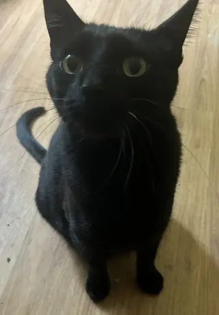 Felix