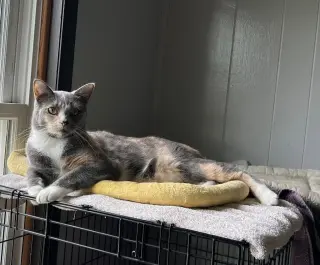 Widget