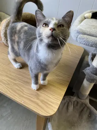 Widget