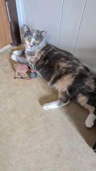 Widget