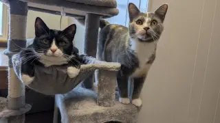 Widget