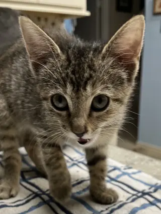 Cleo