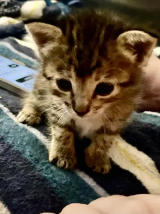 Cleo