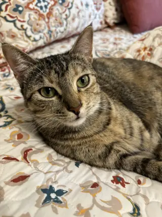 Cleo