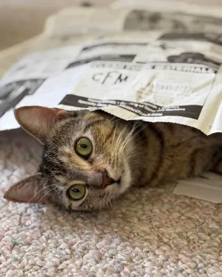 Cleo