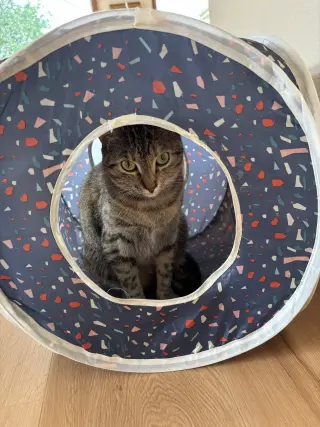 Cleo