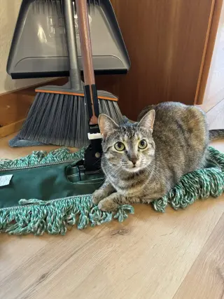 Cleo