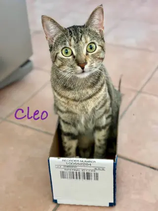 Cleo