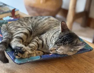 Cleo